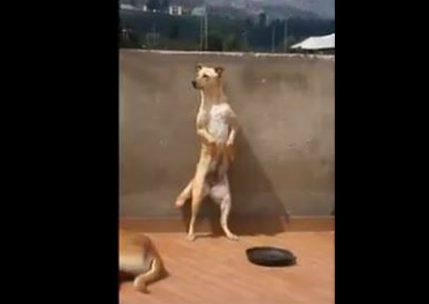 Mira El Gracioso Baile Del Perrito Que Se Volvió Viral Video Internacionales Radio