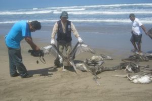 Hallan 61 aves muertas en playas de Trujillo
