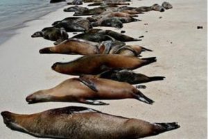 Más de 30 lobos marinos aparecen muertos en costas chilenas
