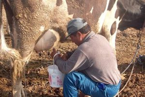 Peruanos solo consumimos un promedio de 65 litros de leche anualmente