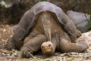Falleció el ‘Solitario George’, la última tortuga gigante de la isla Pinta