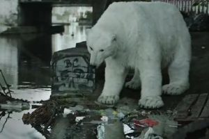 VIDEO: Impactante spot pide salvar el ártico