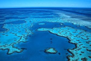Australia: científicos hallan peces con cáncer de piel