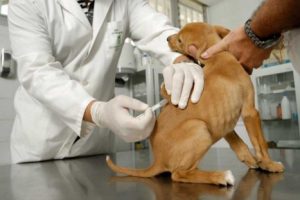 Vacunarán a más de 2 millones de perros contra la rabia a nivel nacional