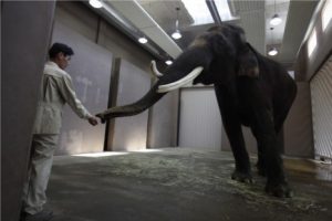 VIDEO: Koshik, el elefante que aprendió a ‘hablar’ coreano