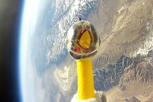 VIDEO: Pollo de goma es el nuevo astronauta de la NASA