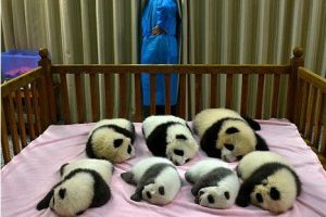 VIDEO: China celebra nacimiento de 7 hermosos bebés pandas