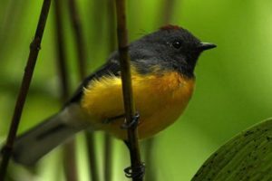 Confirman presencia de rara especie de ave migratoria en Perú