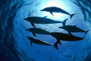 Graban a delfin pidiendo ayuda a buceador para escapar de hilo de pescar – VIDEO