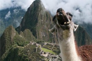 Conoce a la ‘Llama gritona’ de Machu Picchu, la nueva sensación de internet
