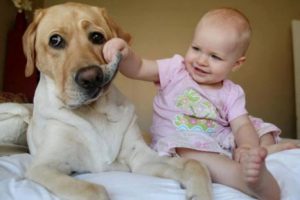 Tener una mascota es beneficioso para la salud de tu bebé