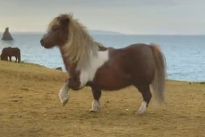 ¿Te imaginas a un pony bailarín? – VIDEO