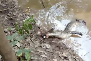 Cocodrilo intenta cazar a una anguila y termina electrocutado – VIDEO