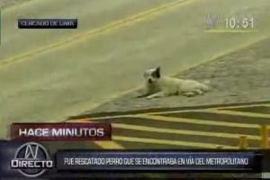 Rescatan a perro herido de las vías del Metropolitano – VIDEO