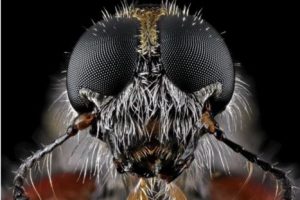 Descubriendo la naturaleza: Insectos en primer plano – FOTOS