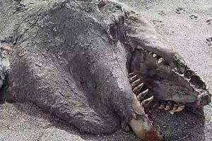 Hallan cuerpo de extraña criatura en costas de Nueva Zelanda – VIDEO