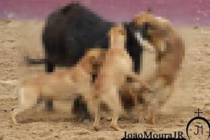 ¡Que terrible! Torero publica fotos de pitbulls atacando a un toro