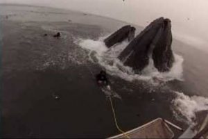 ¡Insólito! Dos buzos casi son tragados por ballenas – VIDEO