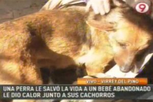 Argentina: ‘Puti’, la perra que salvó a bebé abandonado al cobijarlo junto a sus crías – VIDEO