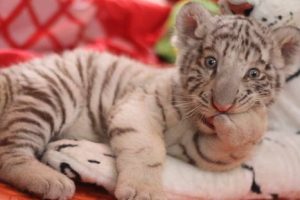 Conoce a la primera tigresa de Bengala blanca nacida en el Perú – FOTOS