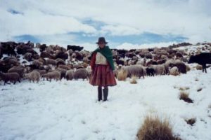 Intensas nevadas en Puno dejan diez desaparecidos y 15 mil auquénidos muertos