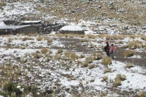 Nueve provincias de Puno son declaradas en emergencia por intensas nevadas
