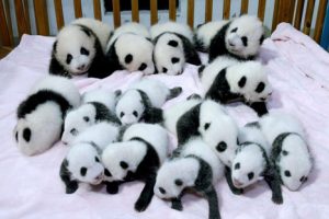 Conoce a los osos panda bebé nacidos gracias a inseminación artificial en China