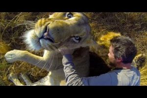 Abrazo felino: Dos leones ‘abrazan’ a un hombre