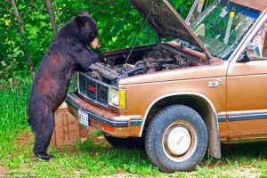 Tiernos familia de osos es fotografiada en graciosas situaciones