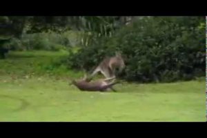 De película: Dos canguros se pelean y uno de ellos noquea al otro.