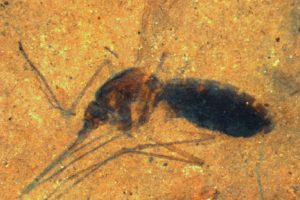 Increíble: Hallan fósil de mosquito con restos de sangre en su abdomen