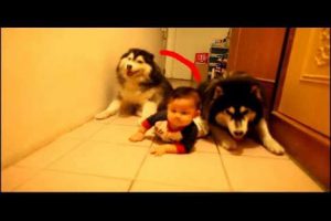 Cachorros enseñan a gatear a bebé – VIDEO