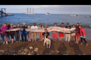 Inédito: Encuentran a una serpiente marina de casi 6 metros en EE.UU – VIDEO