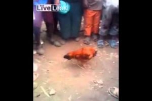 Increíble: Pollo sin cabeza divierte a niños – VIDEO