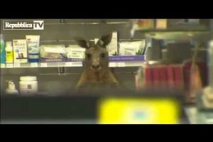 Canguro herido ingresa a farmacia de un aeropuerto – VIDEO
