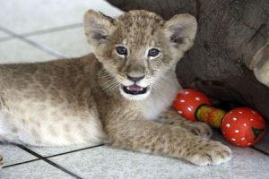 El zoológico de Huachipa tiene una nueva integrante: Evita, la leona – FOTOS