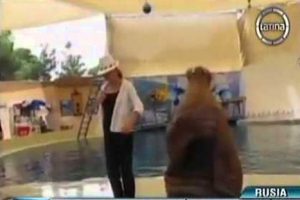 Simba, el lobo marino que imita a Michael Jackson – VIDEO