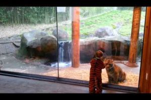 Tierno video muestra como un niño juega con un tigre sumatra en un zoológico
