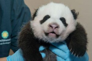Cibernautas podrán elegir el nombre de un osito panda