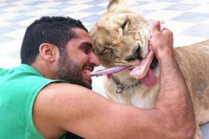 Impactante: hombre tiene leones como mascotas – FOTOS