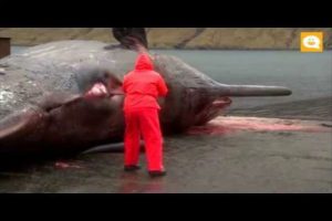 Insólito: le explota una ballena en la cara y vive para contarlo – VIDEO