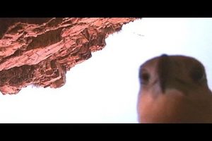 Divertido: águila roba cámara y graba su vuelo – VIDEO