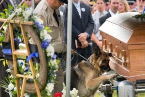 Conmovedora despedida de un perro policía en funeral de oficial
