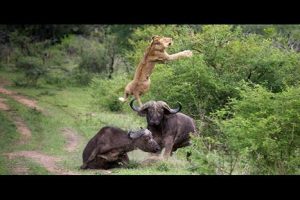 Increíble: Búfalo lanza a un león por los aires al defender a otro búfalo – VIDEO