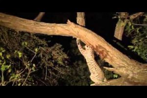 Enternecedor: un leopardo adopta a una cría de mono que iba a matar-VIDEO