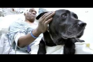 Conmovedor: perro salva a su amo pero debe ser dado en adopción -VIDEO