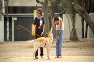Dueño invisible, una divertida campaña de adopción de perros -VIDEO