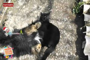 Mire el video de un gato haciéndole una llave a un perro – VIDEO