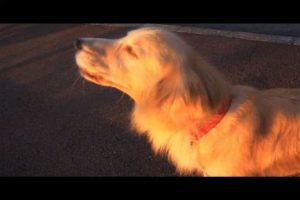 Insólito: perro imita el sonido de la sirena de una ambulancia -VIDEO