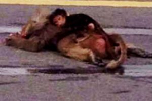 Triste: la cría de un mono llora la muerte de su mamá tras ser atropellada